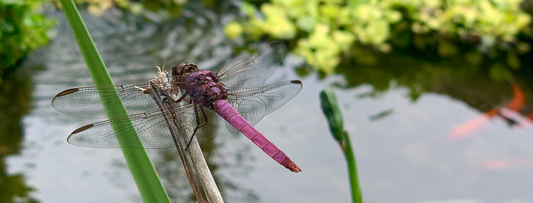 Biodiversiteit & Duurzaamheid in Tuinieren met Vijvers